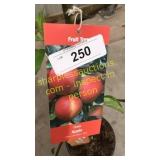 Gala Apple 5 gallon pot