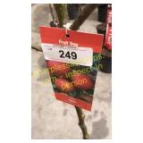 Gala Apple 5 gallon pot