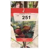 Santa Rosa Plum 5 gallon pot