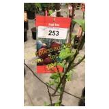 Santa Rosa Plum 5 gallon pot