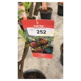 Santa Rosa Plum 5 gallon pot