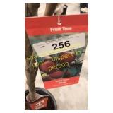 Santa Rosa Plum 5 gallon pot