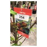 Santa Rosa Plum 5 gallon pot