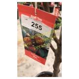 Santa Rosa Plum 5 gallon pot