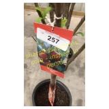 Santa Rosa Plum 5 gallon pot