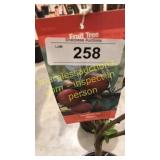 Santa Rosa Plum 5 gallon pot