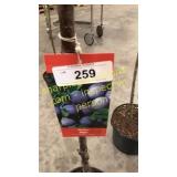 Stanley Plum 5 gallon pot