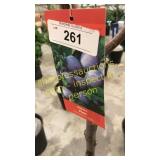 Stanley Plum 5 gallon pot