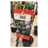 Stanley Plum 5 gallon pot