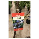 Stanley Plum 5 gallon pot