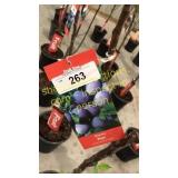 Stanley Plum 5 gallon pot