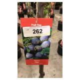 Stanley Plum 5 gallon pot