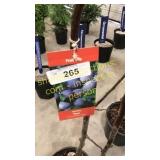 Stanley Plum 5 gallon pot