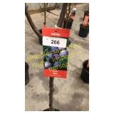 Stanley Plum 5 gallon pot