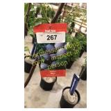 Stanley Plum 5 gallon pot