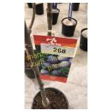 Stanley Plum 5 gallon pot