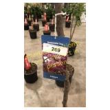 Prairie Fire Crabapple 5 gallon pot