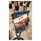 Prairie Fire Crabapple 5 gallon pot