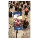 Prairie Fire Crabapple 5 gallon pot