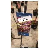 Prairie Fire Crabapple 5 gallon pot