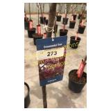 Prairie Fire Crabapple 5 gallon pot