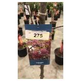 Prairie Fire Crabapple 5 gallon pot