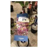 Prairie Fire Crabapple 5 gallon pot