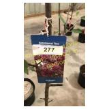 Prairie Fire Crabapple 5 gallon pot