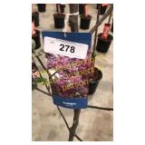 Prairie Fire Crabapple 5 gallon pot