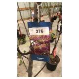 Prairie Fire Crabapple 5 gallon pot