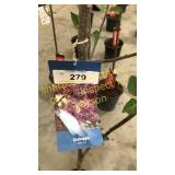 Prairie Fire Crabapple 5 gallon pot