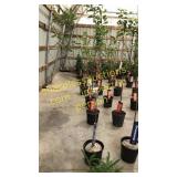 Prairie Fire Crabapple 5 gallon pot