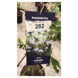 Snowdrift Crabapple 5 gallon pot