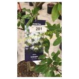 Snowdrift Crabapple 5 gallon pot