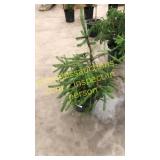 Norway Spruce 3 gallon pot