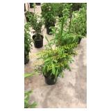Norway Spruce 3 gallon pot