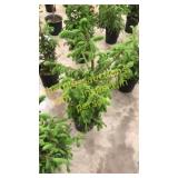 Norway Spruce 3 gallon pot