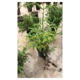 Norway Spruce 3 gallon pot