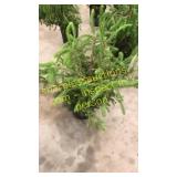 Norway Spruce 3 gallon pot