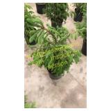 Norway Spruce 3 gallon pot
