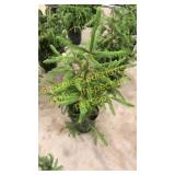 Norway Spruce 3 gallon pot