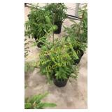 Norway Spruce 3 gallon pot