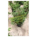 Norway Spruce 3 gallon pot