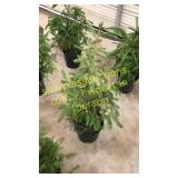 Norway Spruce 3 gallon pot