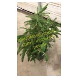Norway Spruce 3 gallon pot