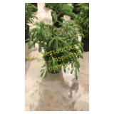 Norway Spruce 3 gallon pot