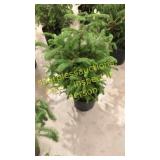Norway Spruce 3 gallon pot
