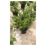 Norway Spruce 3 gallon pot