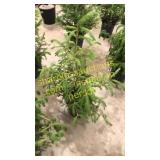 Norway Spruce 3 gallon pot