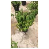 Norway Spruce 3 gallon pot